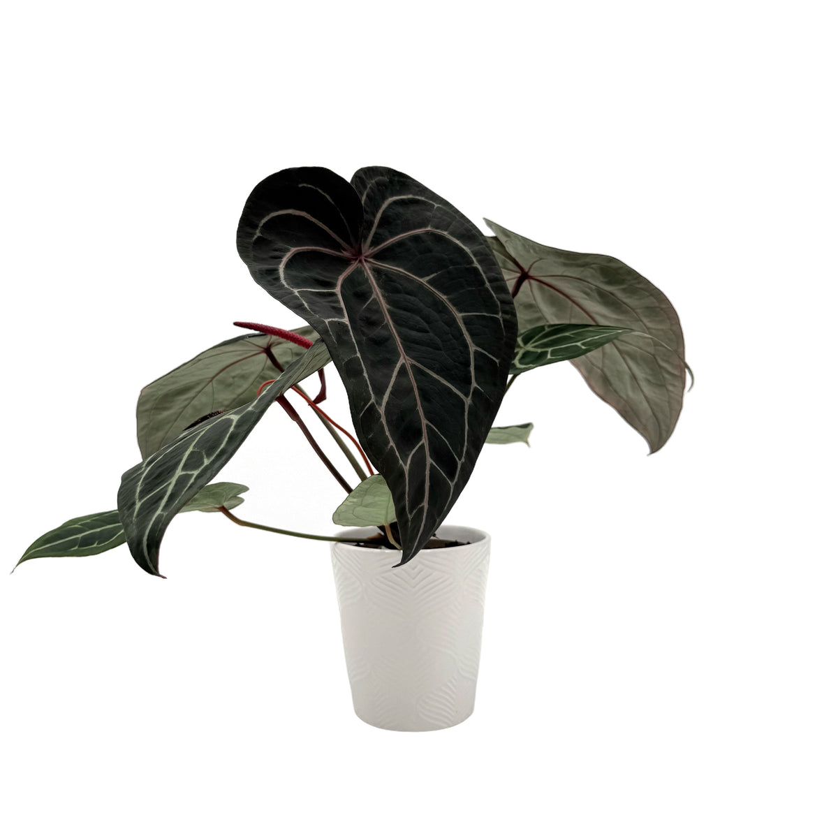 leafjoy Anthurium Home, Sweet Home 32 x Red Velvet Cake 24 12cm in a white ceramic, side view