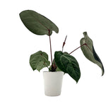 leafjoy Anthurium Home, Sweet Home 32 x Red Velvet Cake 24 12cm in a white ceramic, side view