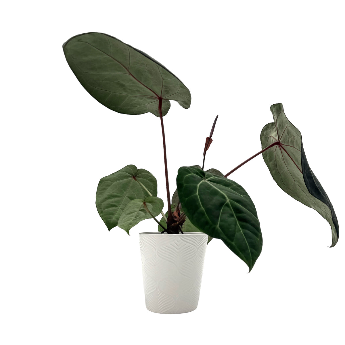 leafjoy Anthurium Home, Sweet Home 32 x Red Velvet Cake 24 12cm in a white ceramic, side view