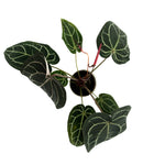 leafjoy Anthurium Home, Sweet Home 32 x Red Velvet Cake 24 12cm in a white ceramic, top view