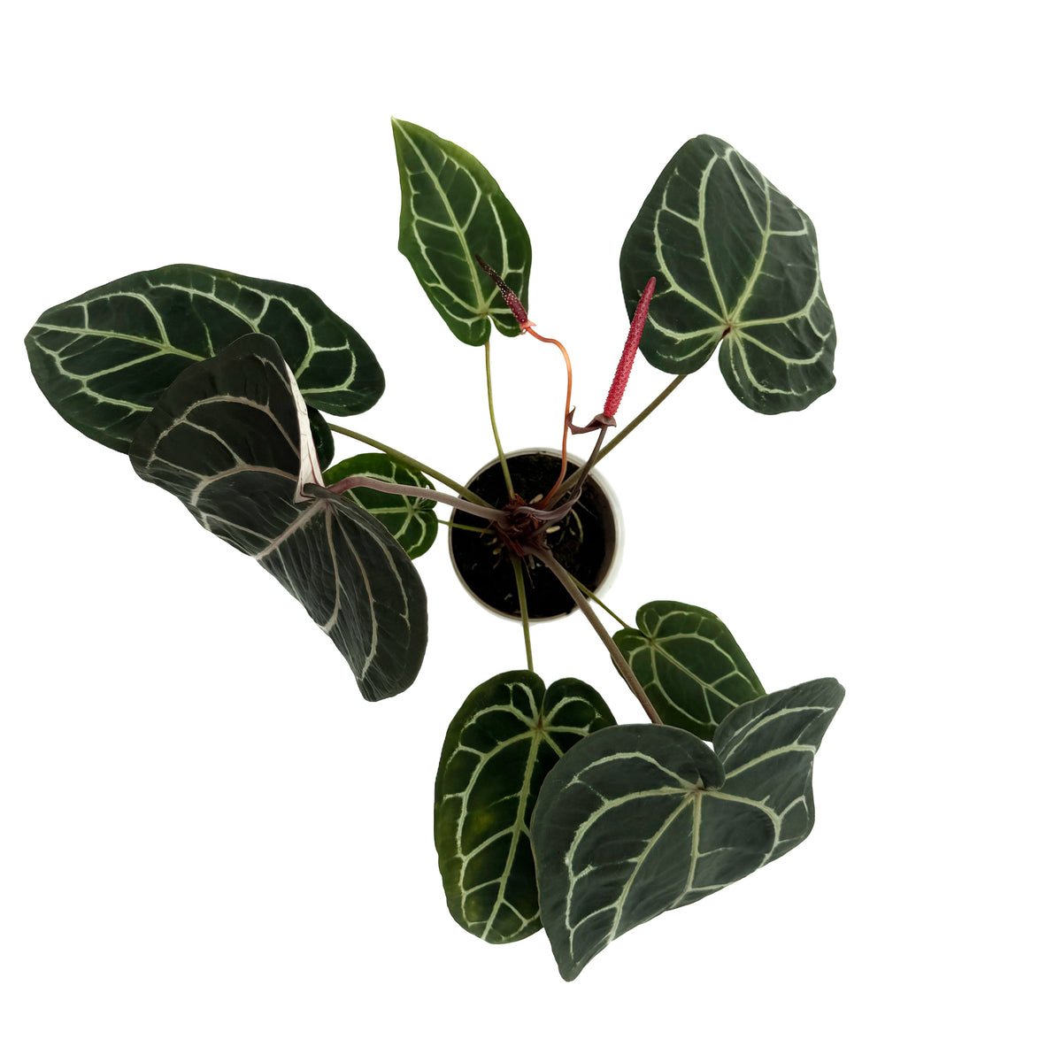 leafjoy Anthurium Home, Sweet Home 32 x Red Velvet Cake 24 12cm in a white ceramic, top view