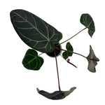 leafjoy Anthurium Home, Sweet Home 32 x Red Velvet Cake 24 12cm in a white ceramic, top view