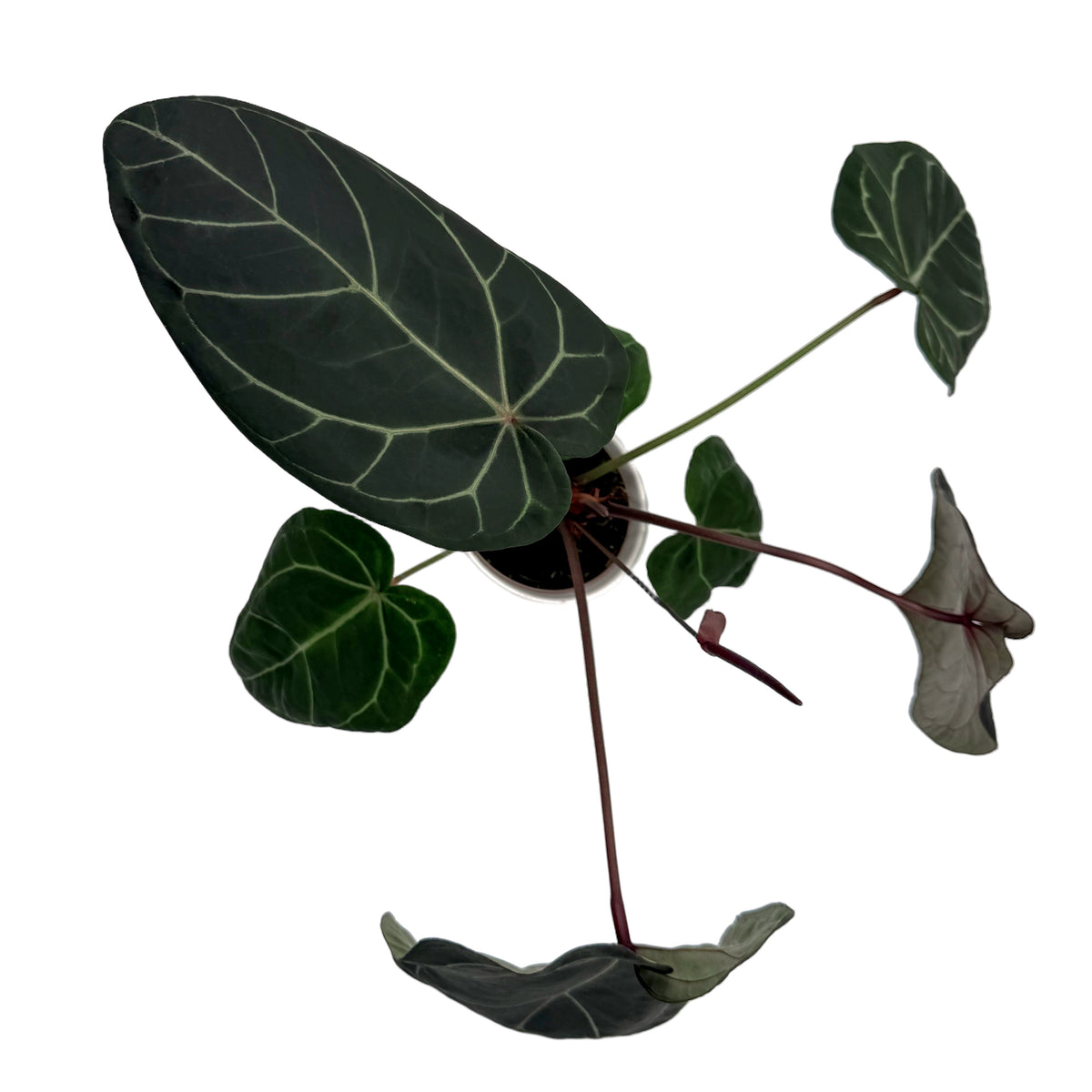 leafjoy Anthurium Home, Sweet Home 32 x Red Velvet Cake 24 12cm in a white ceramic, top view