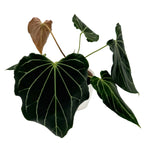 leafjoy Anthurium Black Widow 43 x Red Velvet Cake 24 12cm in a white ceramic, angled view