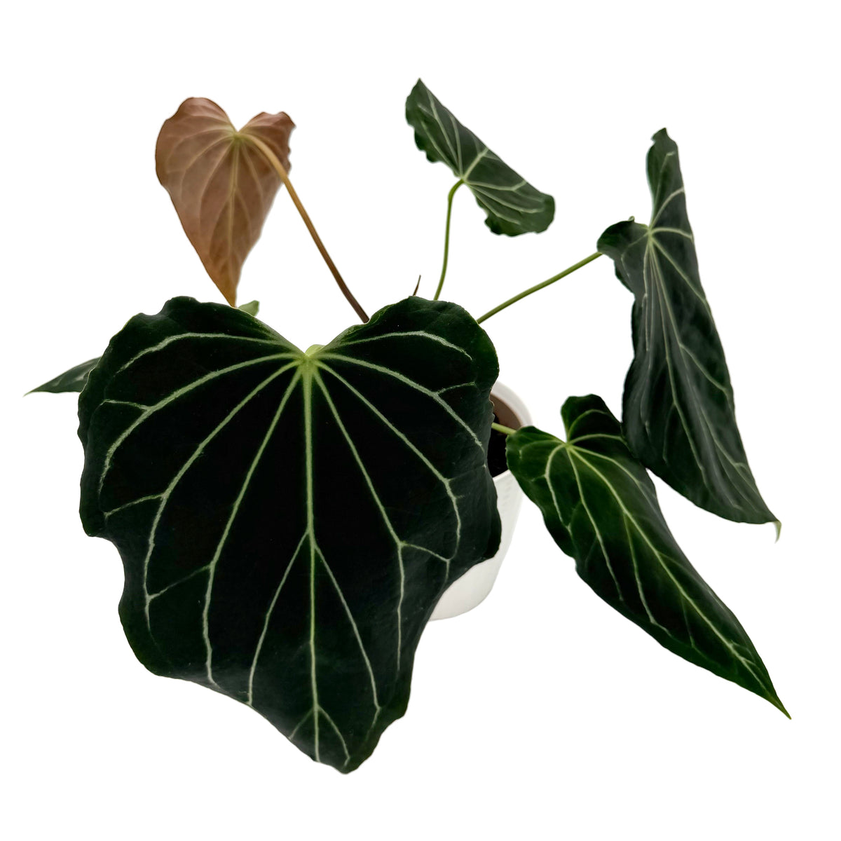 leafjoy Anthurium Black Widow 43 x Red Velvet Cake 24 12cm in a white ceramic, angled view