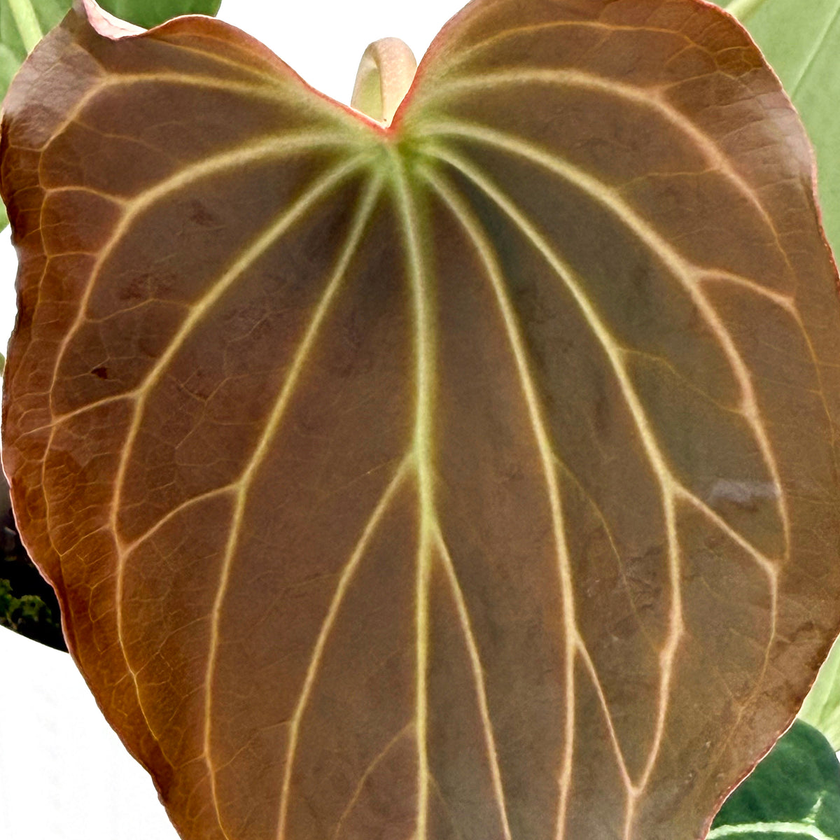 leafjoy Anthurium Black Widow 43 x Red Velvet Cake 24 12cm in a white ceramic, close-up of the foliage