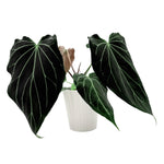 leafjoy Anthurium Black Widow 43 x Red Velvet Cake 24 12cm in a white ceramic, side view