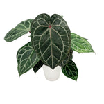 leafjoy Anthurium Thors Lightning 51 x Crystal Red 12 12cm in a white ceramic, angled view