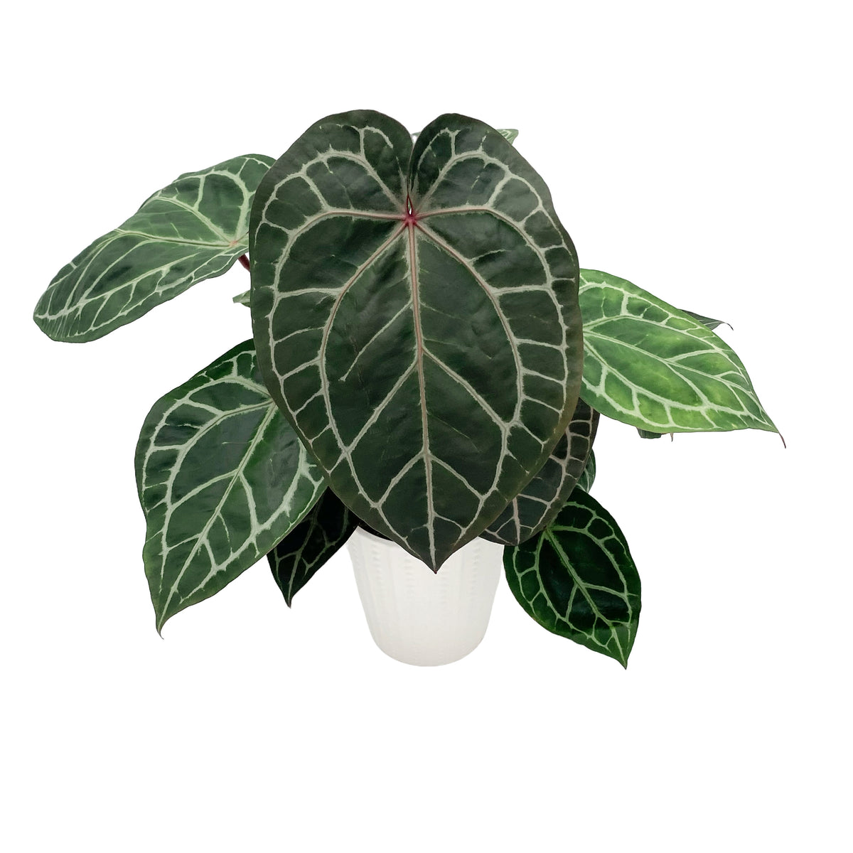 leafjoy Anthurium Thors Lightning 51 x Crystal Red 12 12cm in a white ceramic, angled view