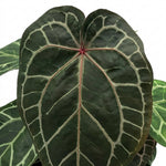 leafjoy Anthurium Thors Lightning 51 x Crystal Red 12 12cm in a white ceramic, close-up of the foliage