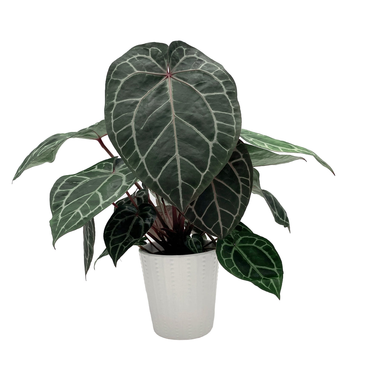 leafjoy Anthurium Thors Lightning 51 x Crystal Red 12 12cm in a white ceramic, side view