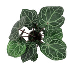 leafjoy Anthurium Thors Lightning 51 x Crystal Red 12 12cm in a white ceramic, top view