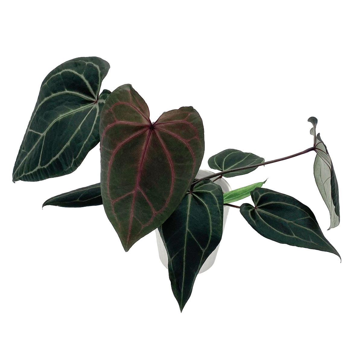 leafjoy Anthurium Round Midnight 12cm in a white ceramic, angled view