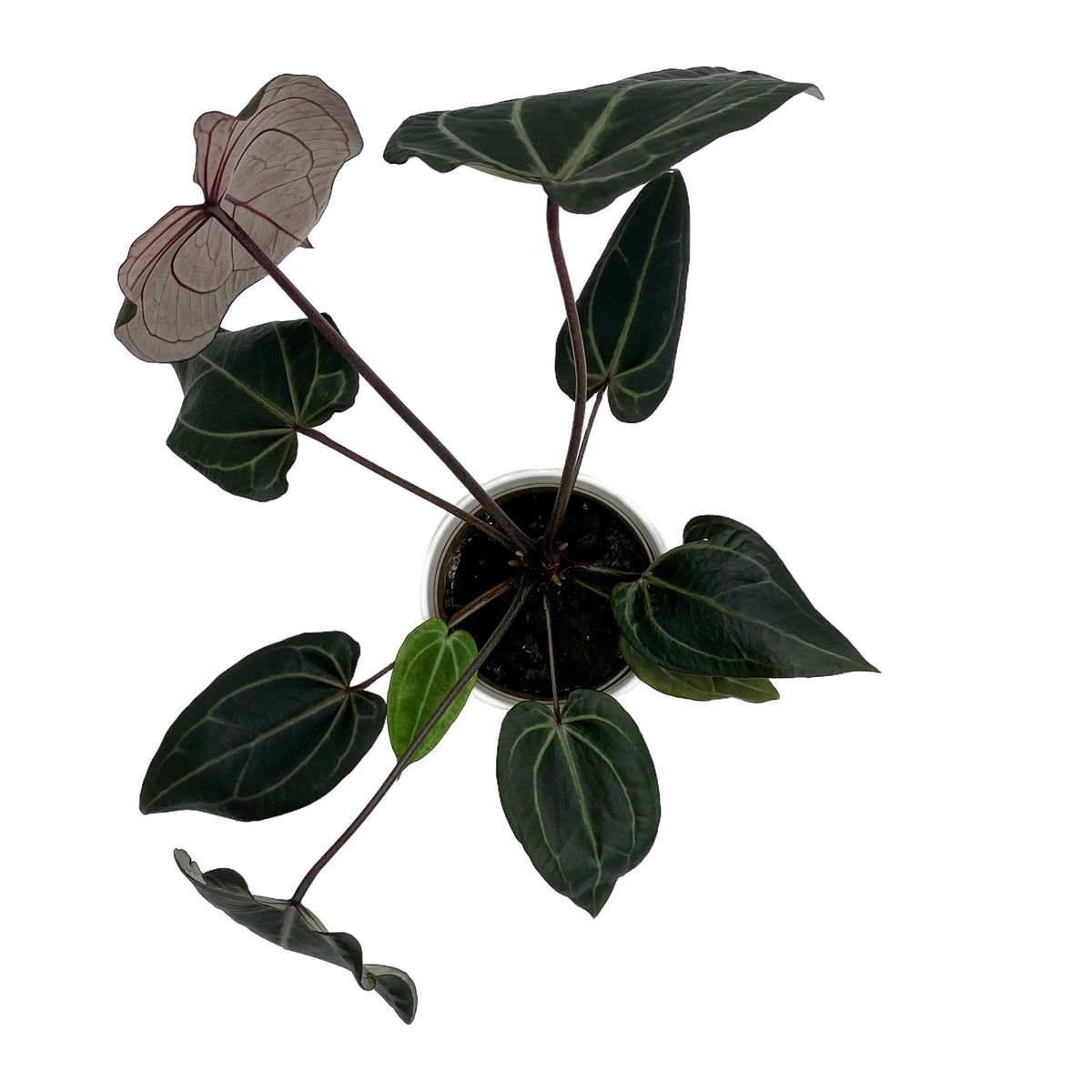 leafjoy Anthurium Round Midnight 12cm in a white ceramic, angled view