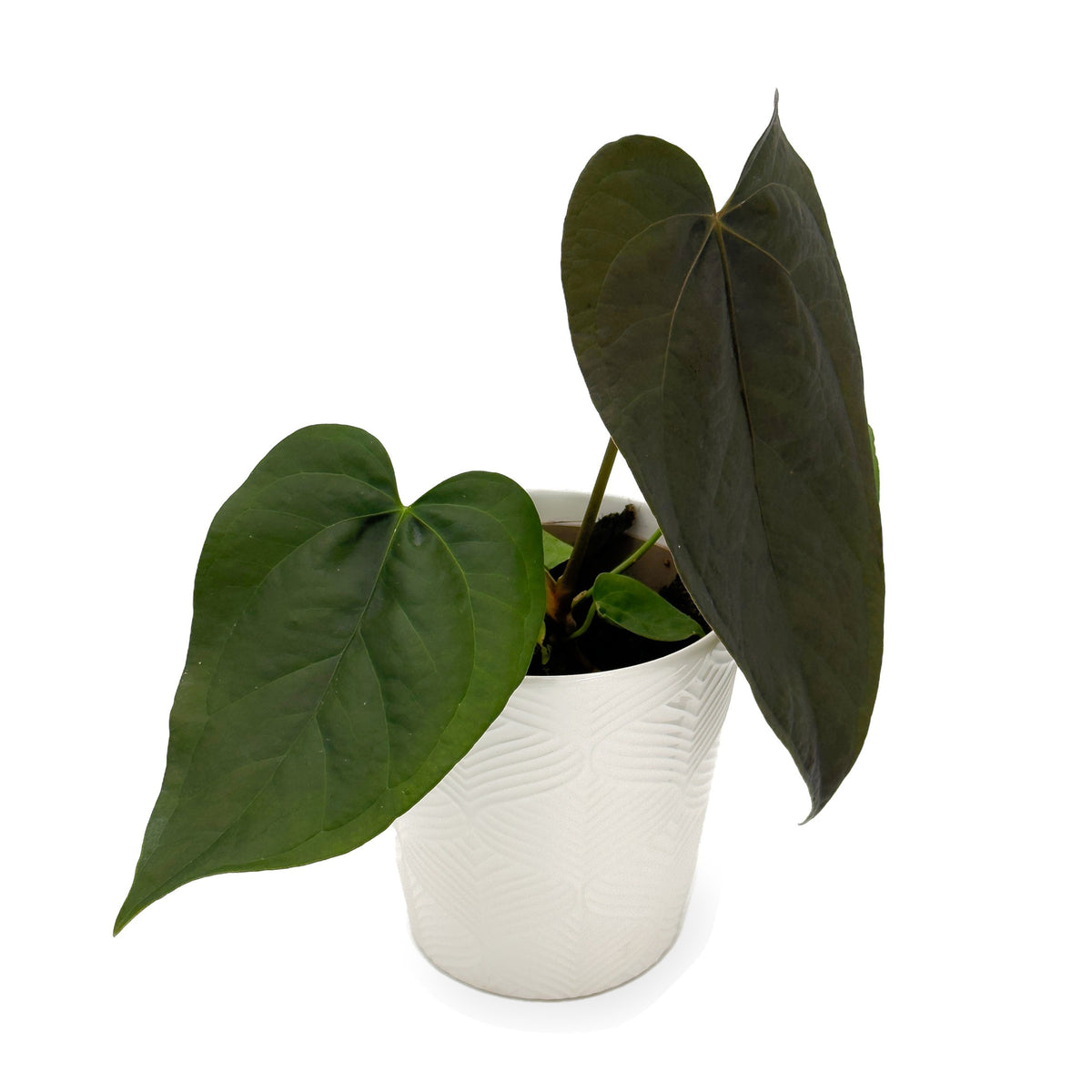 Queen of Hearts anthurium in white ceramic pot, hero