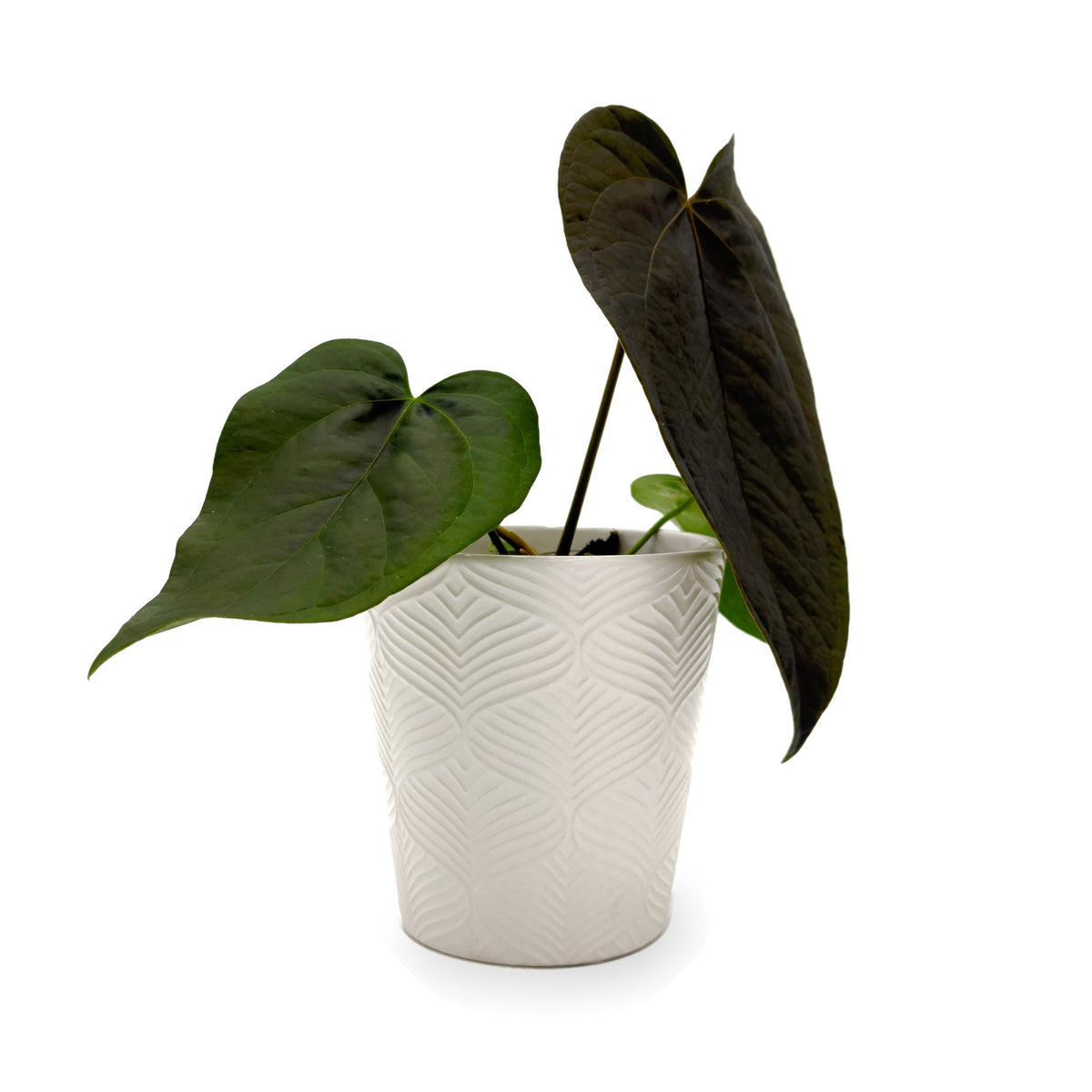 Queen of Hearts anthurium in white ceramic pot, side view