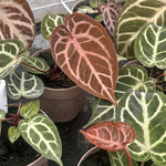 Anthurium Red Crystal Blush - silver-veined leaves with coppery-red new growth