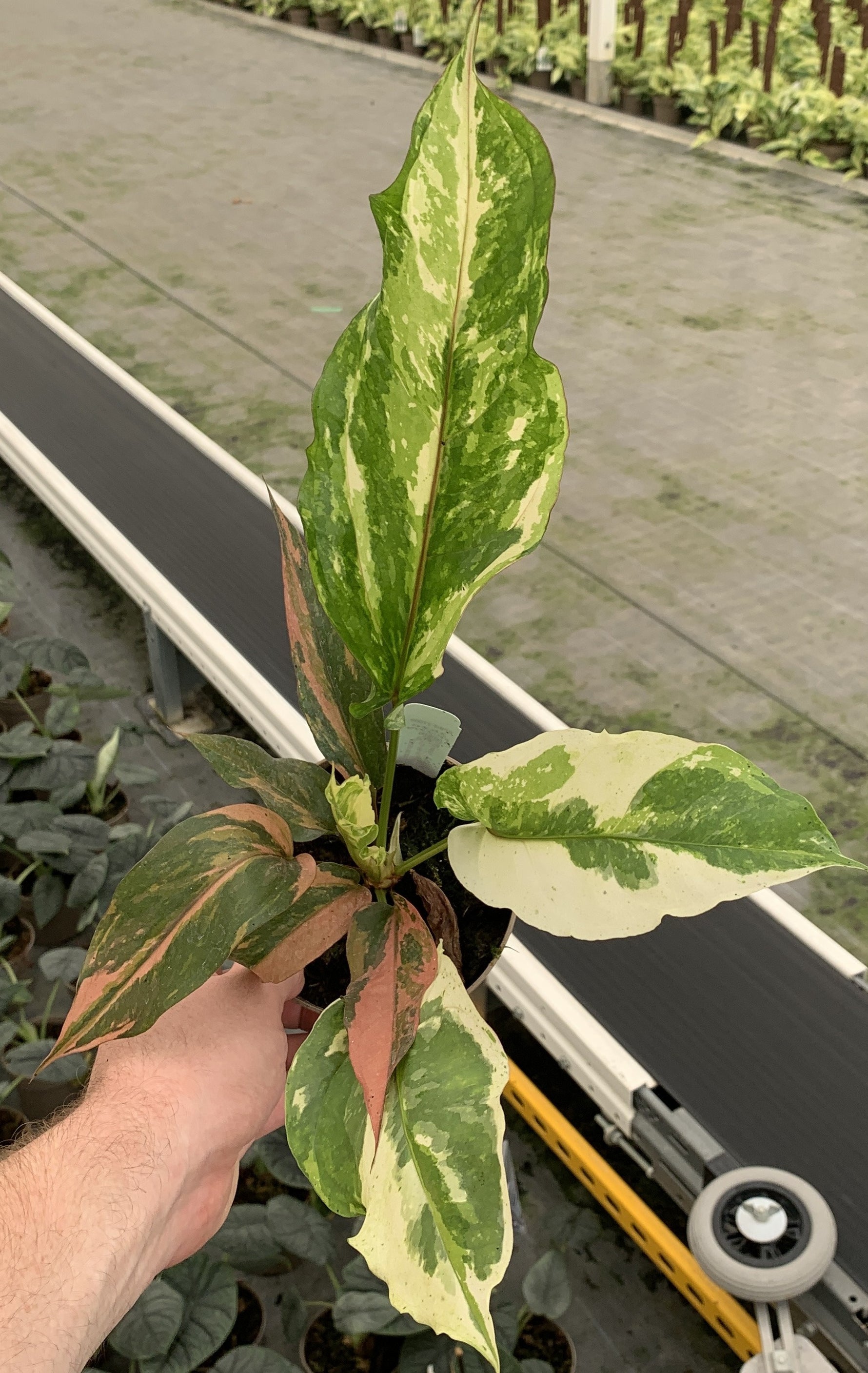 Anthurium Renaissance, high variegation grade - bold cream sectors with coral pink new growth