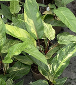 Anthurium Renaissance, low variegation grade - fine cream flecking on deep green