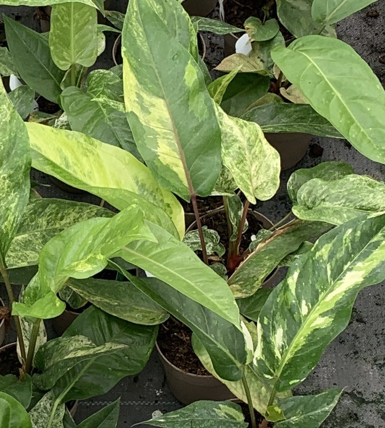 Anthurium Renaissance, low variegation grade - fine cream flecking on deep green