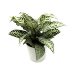 leafjoy Aphelandra Wild Flora White Wash 12cm in a white ceramic, angled view