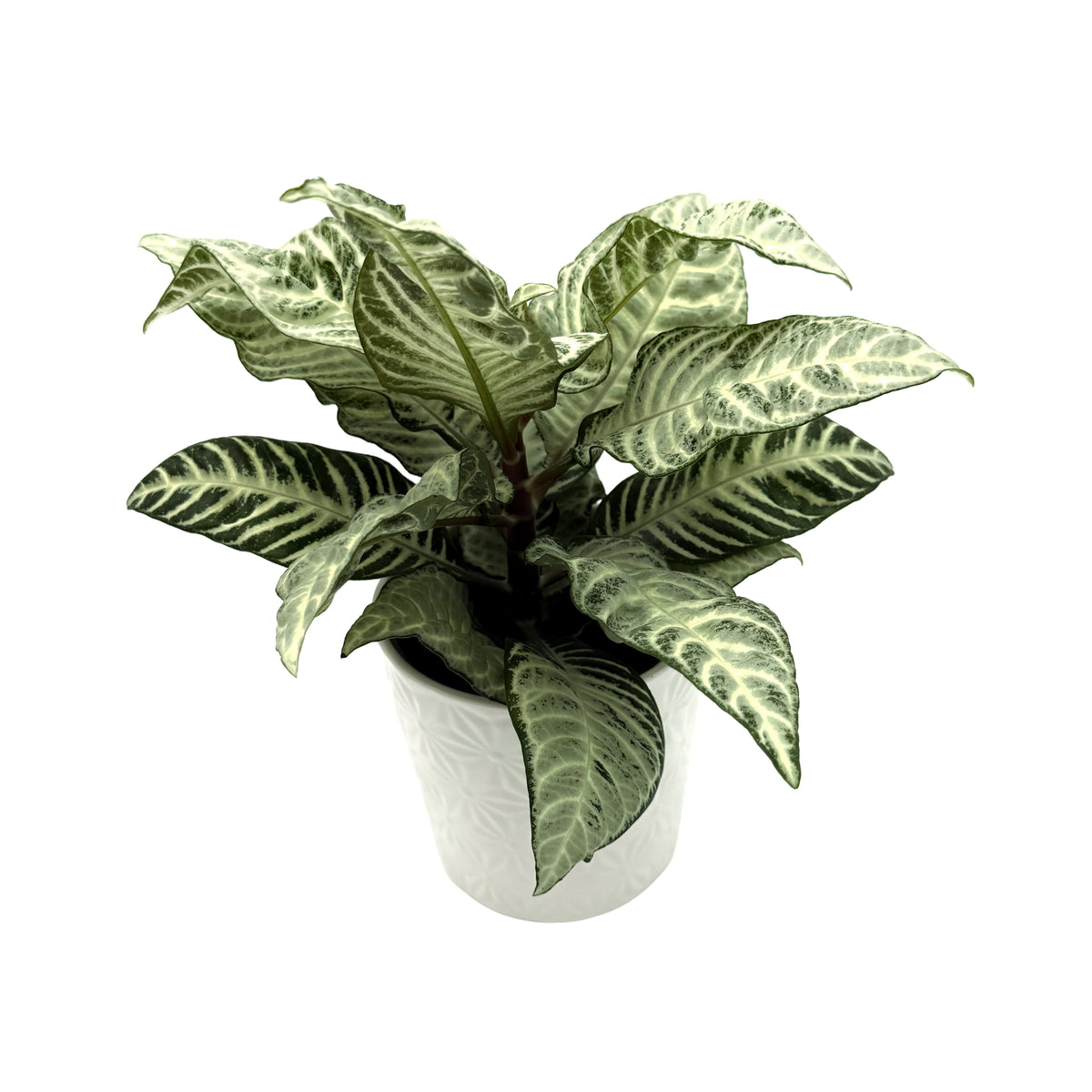 leafjoy Aphelandra Wild Flora White Wash 12cm in a white ceramic, angled view