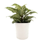 leafjoy Aphelandra Wild Flora White Wash 12cm in a white ceramic, side view