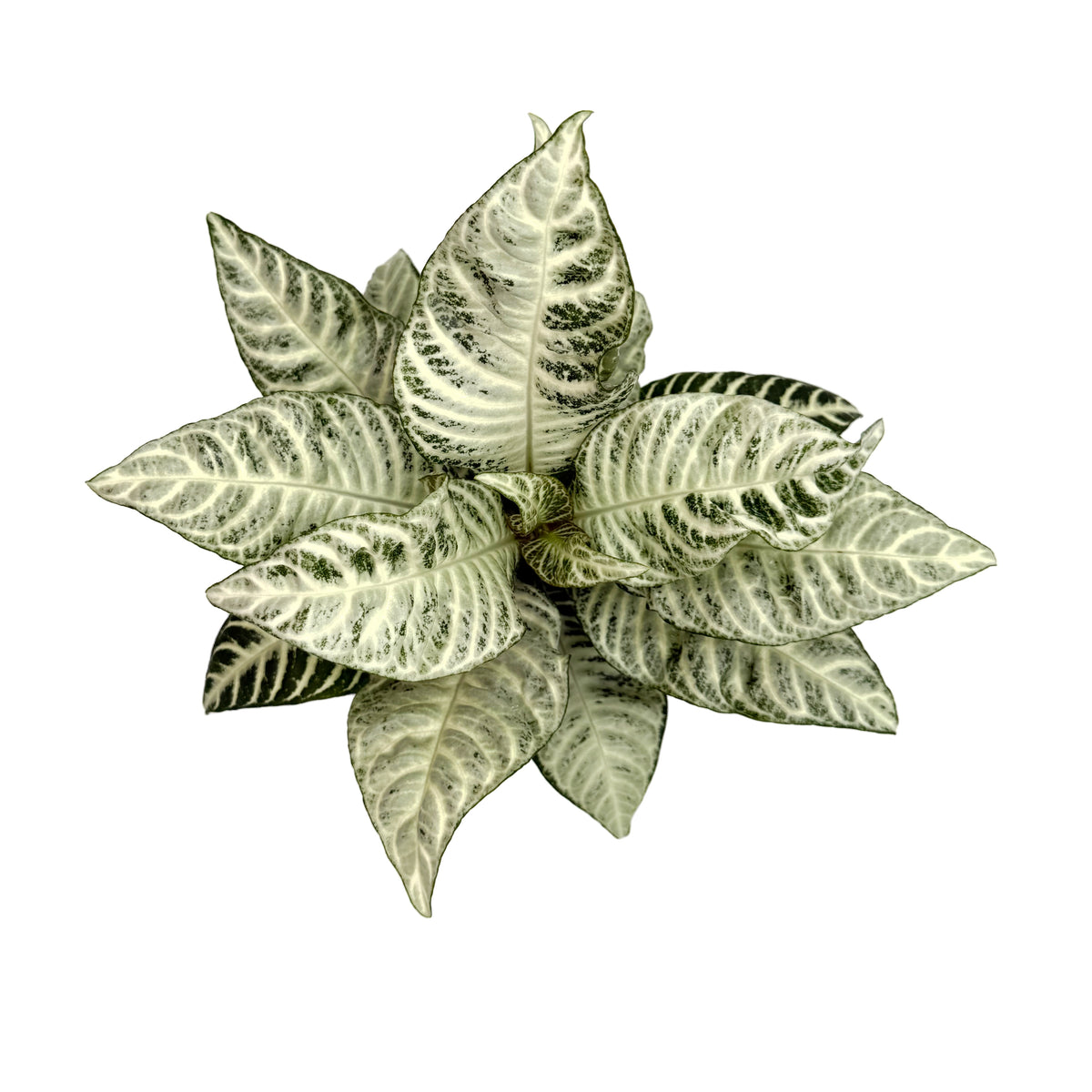 leafjoy Aphelandra Wild Flora White Wash 12cm in a white ceramic, top view