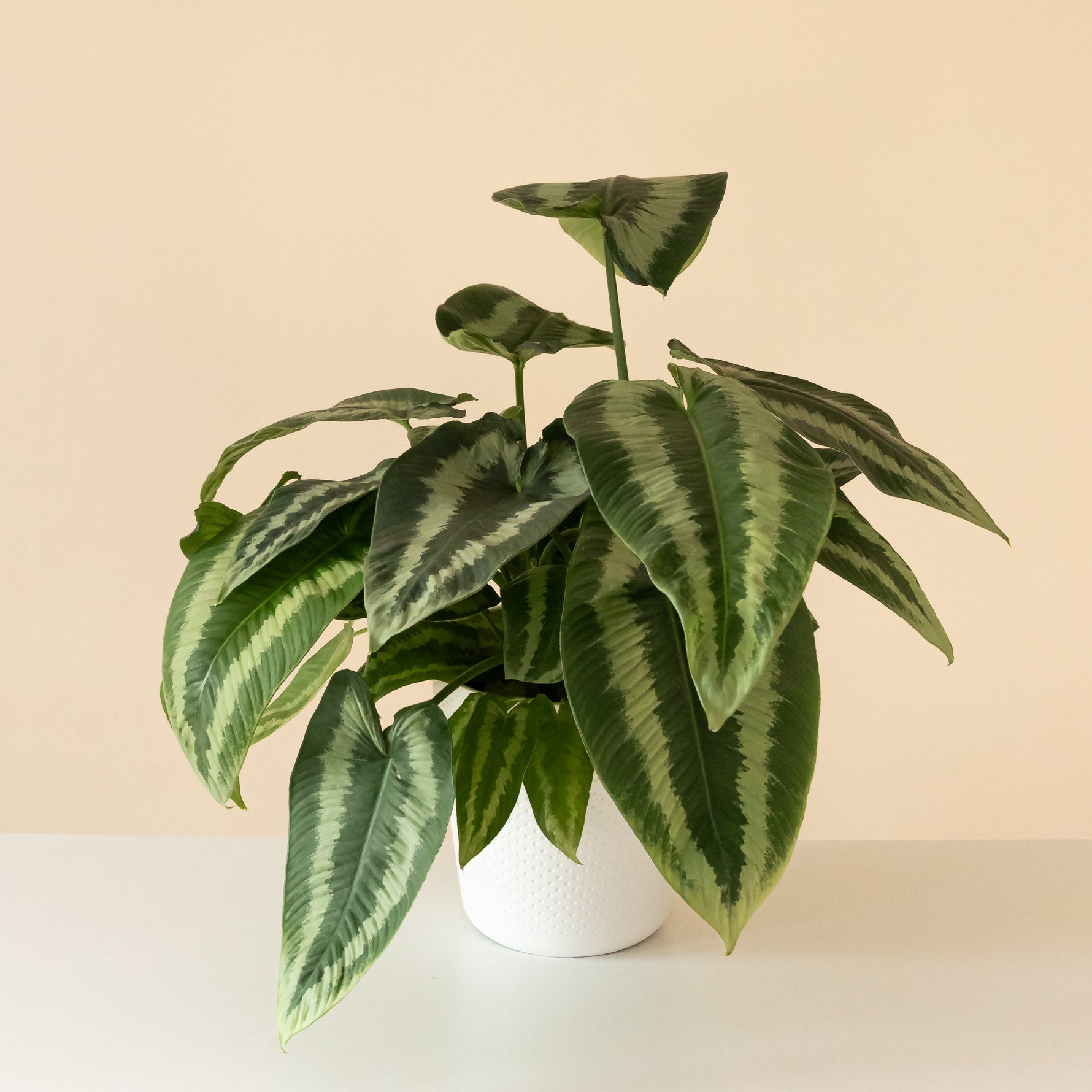 art deco indoor plants Art Deco™ Gothic™