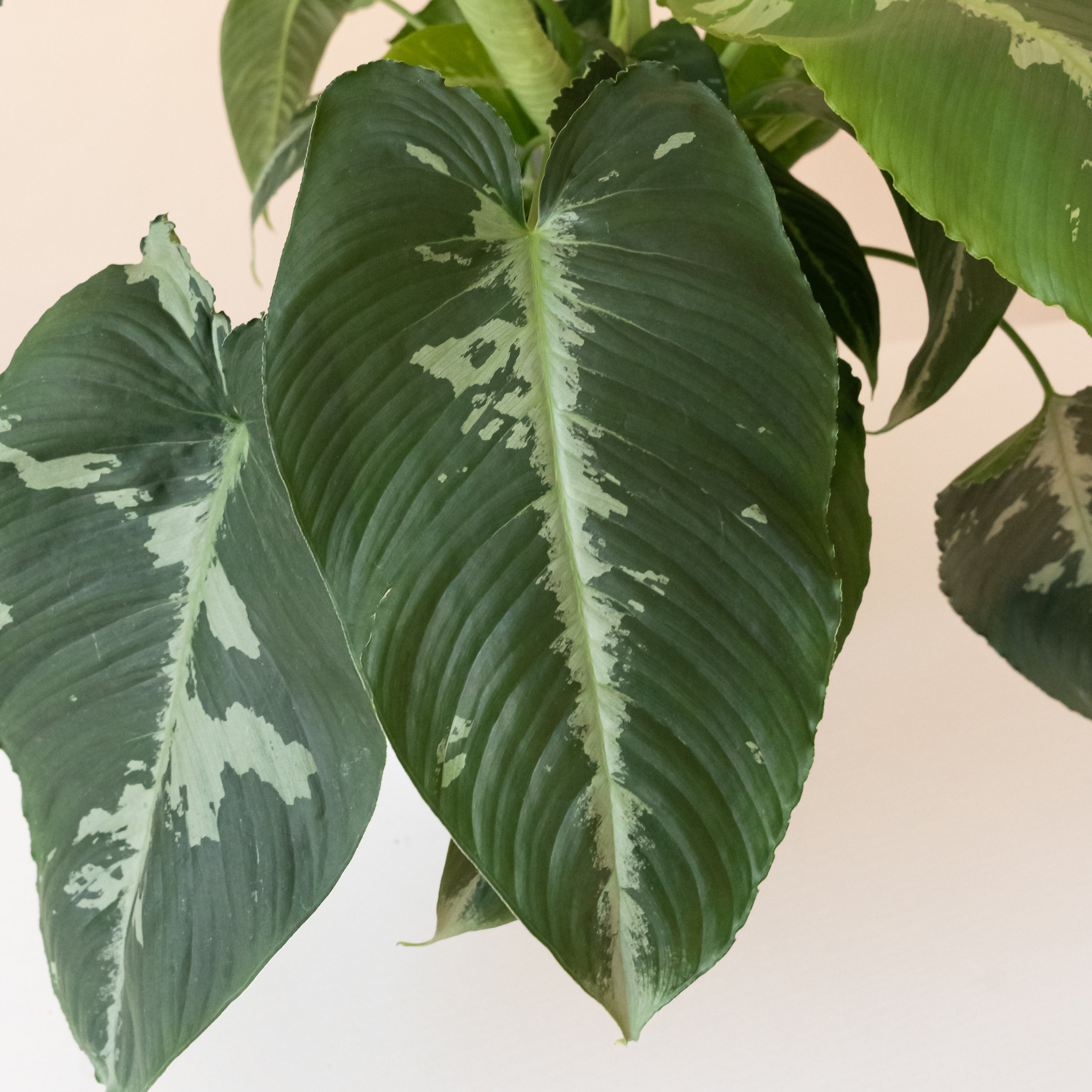 Light Green – leafjoy®