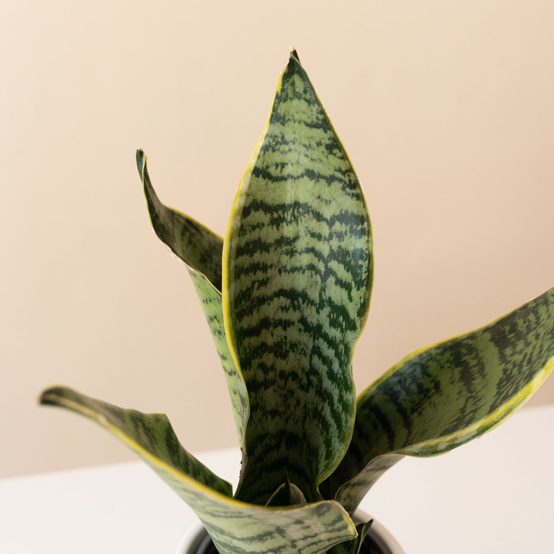 green fiddle leaf fig plant in a textured ceramic pot