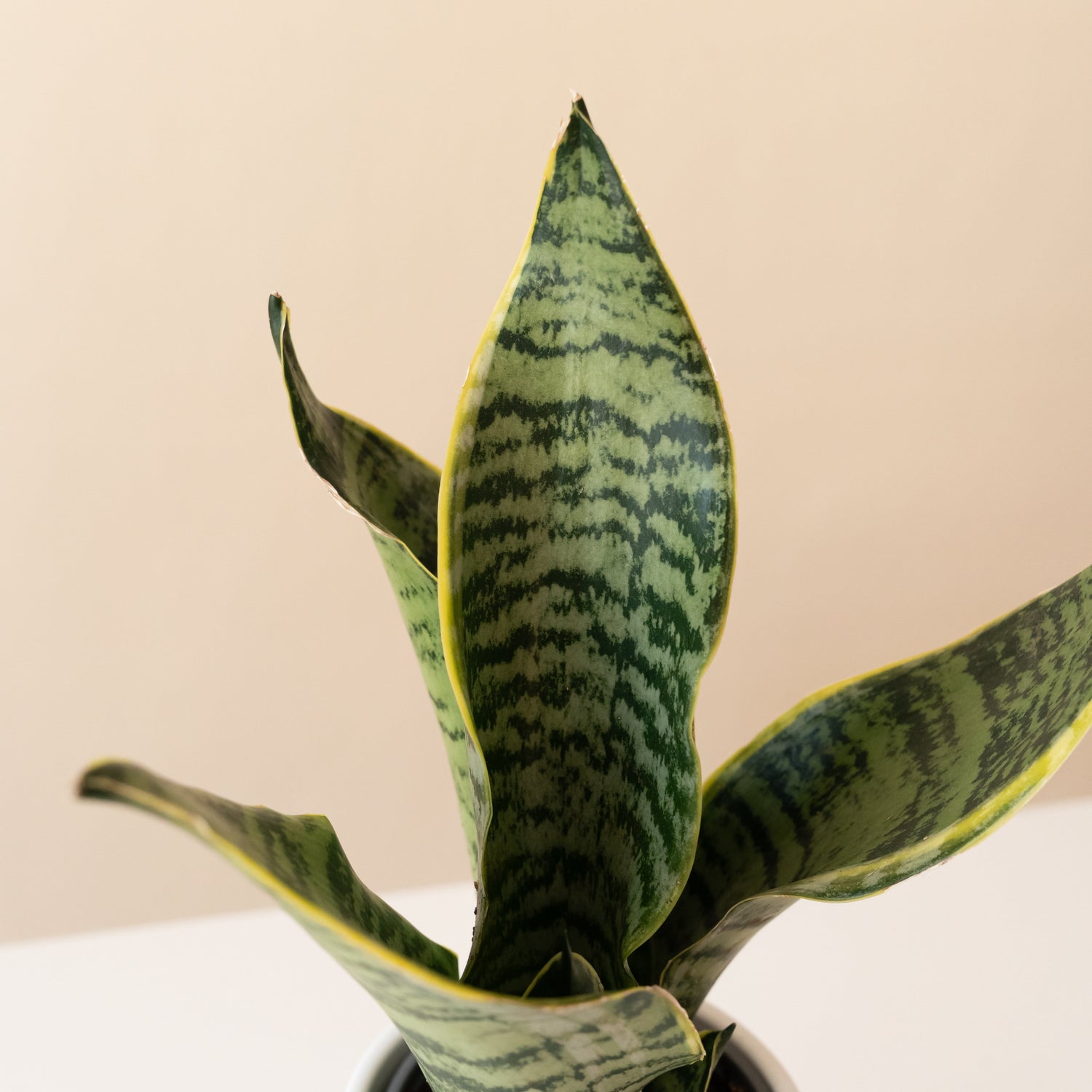 green fiddle leaf fig plant in a textured ceramic pot