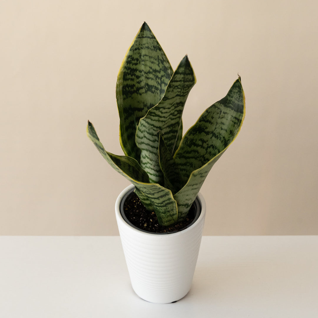 Austere Luster™ Superba plant with glossy leaves in a decorative pot