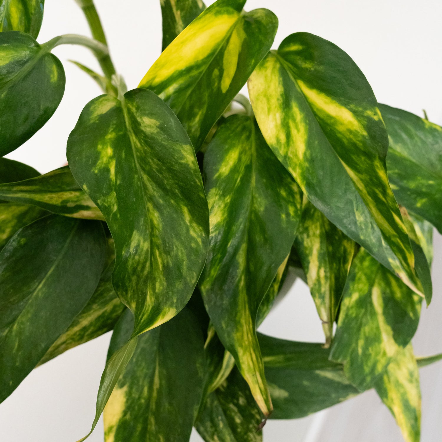 BeautiFall® Golden Ray™