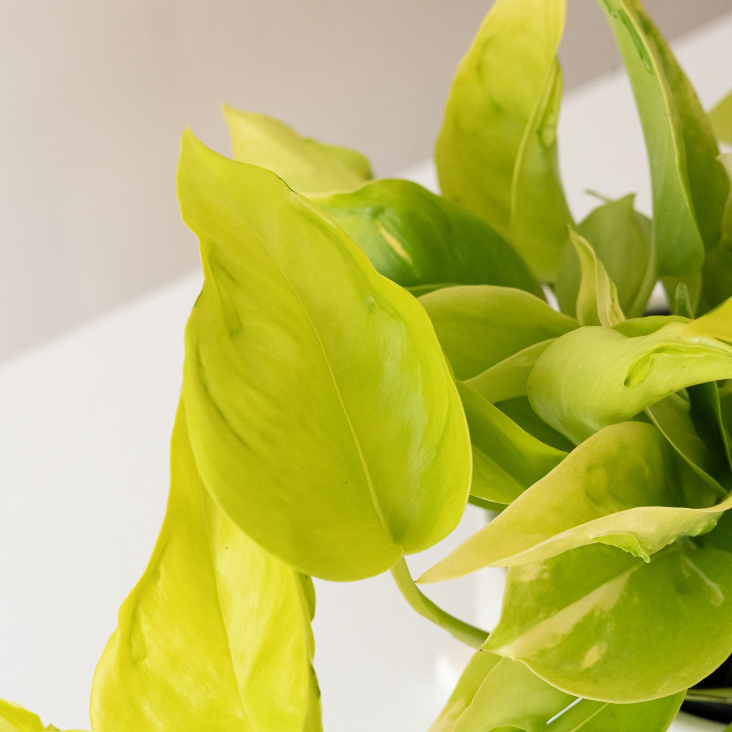 leafjoy® fiddle leaf fig plant in a stylish ceramic pot