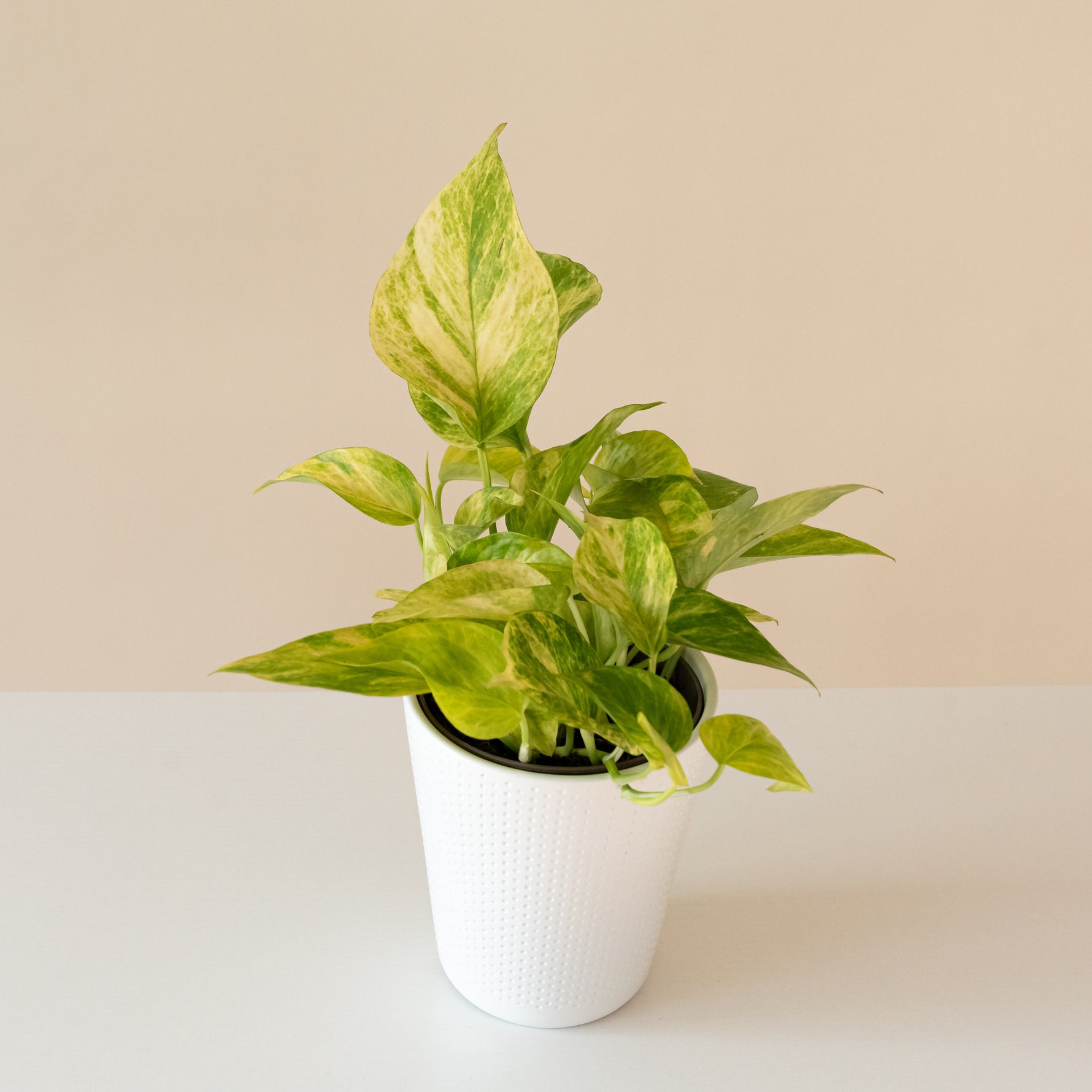 indoor plant with yellow green leaves Beautifall® Golden Glen™