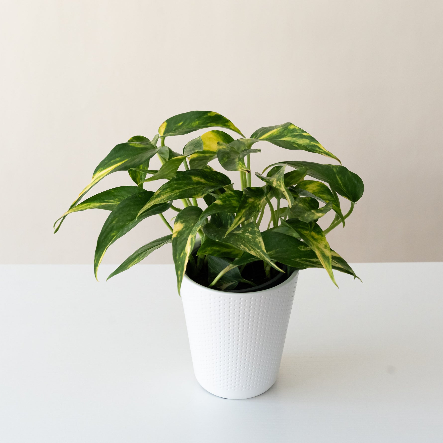 golden indoor plant BeautiFall® Golden Ray™