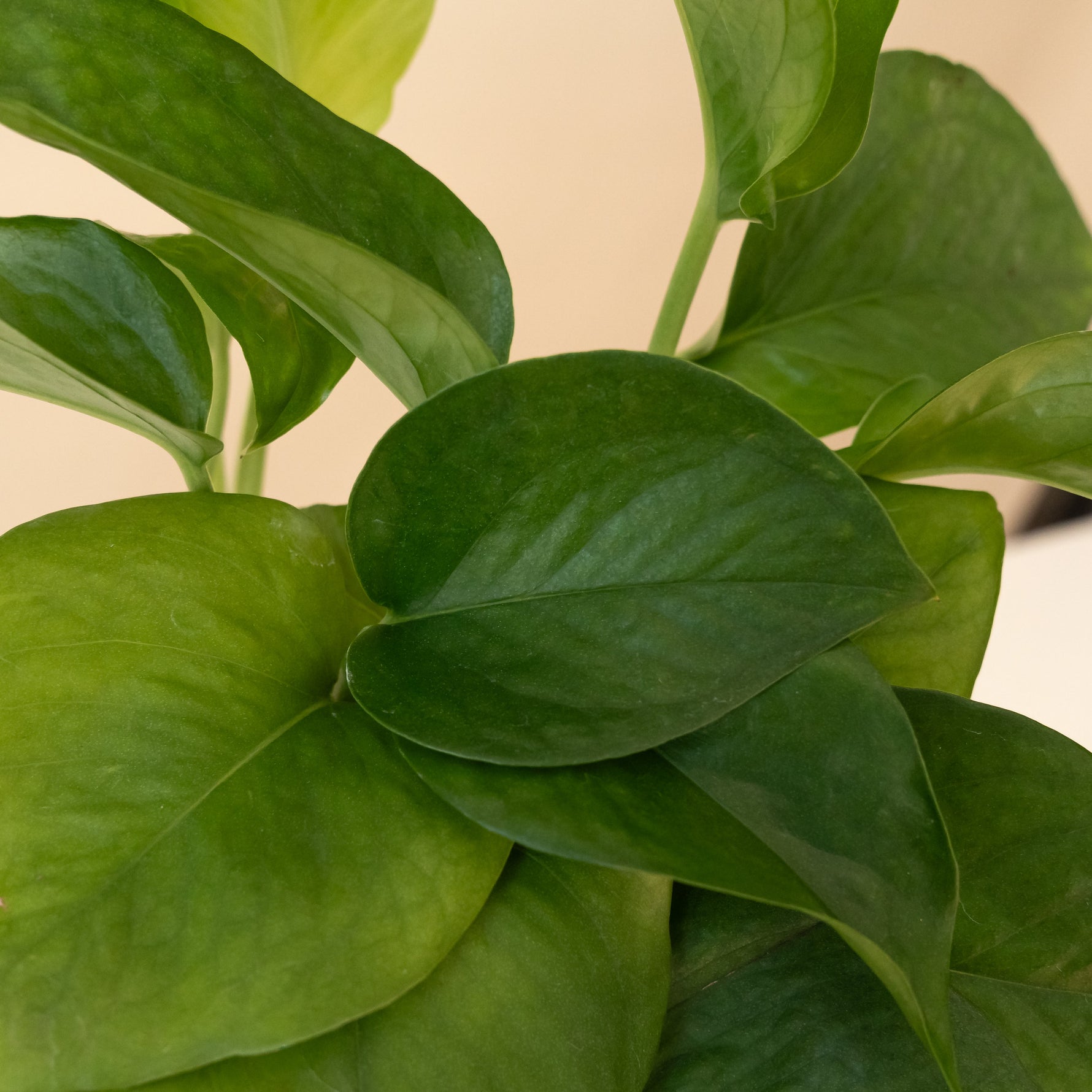 vibrant leafjoy® monstera plant in a decorative pot on a wooden table
