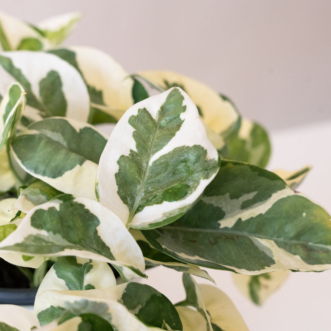 leafjoy® potted monstera plant with vibrant green leaves and sturdy soil