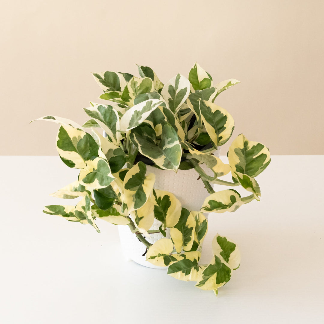 N'Joy pothos plant in a decorative pot with lush green leaves