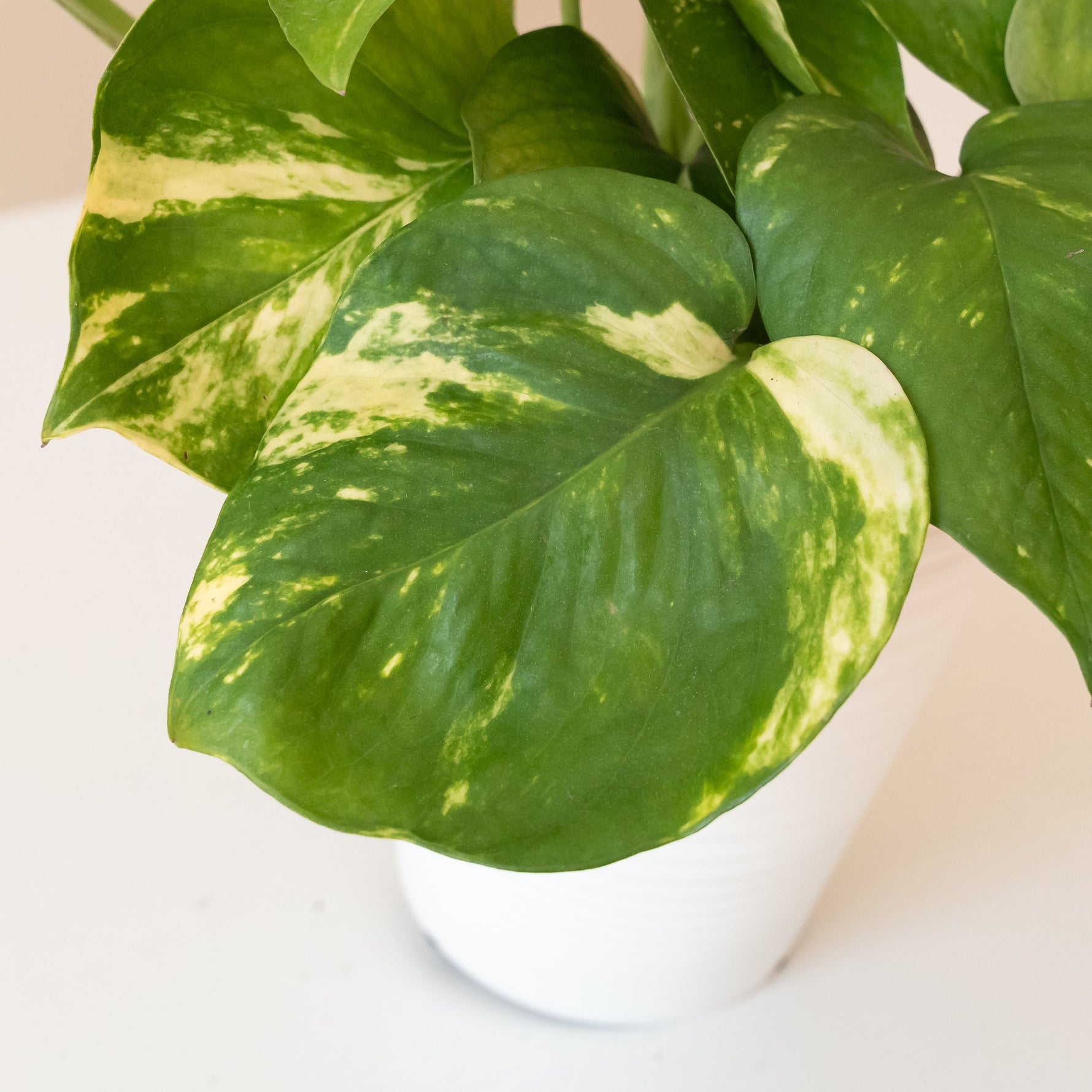 pothos summer nights Beautifall® Summer Nights™