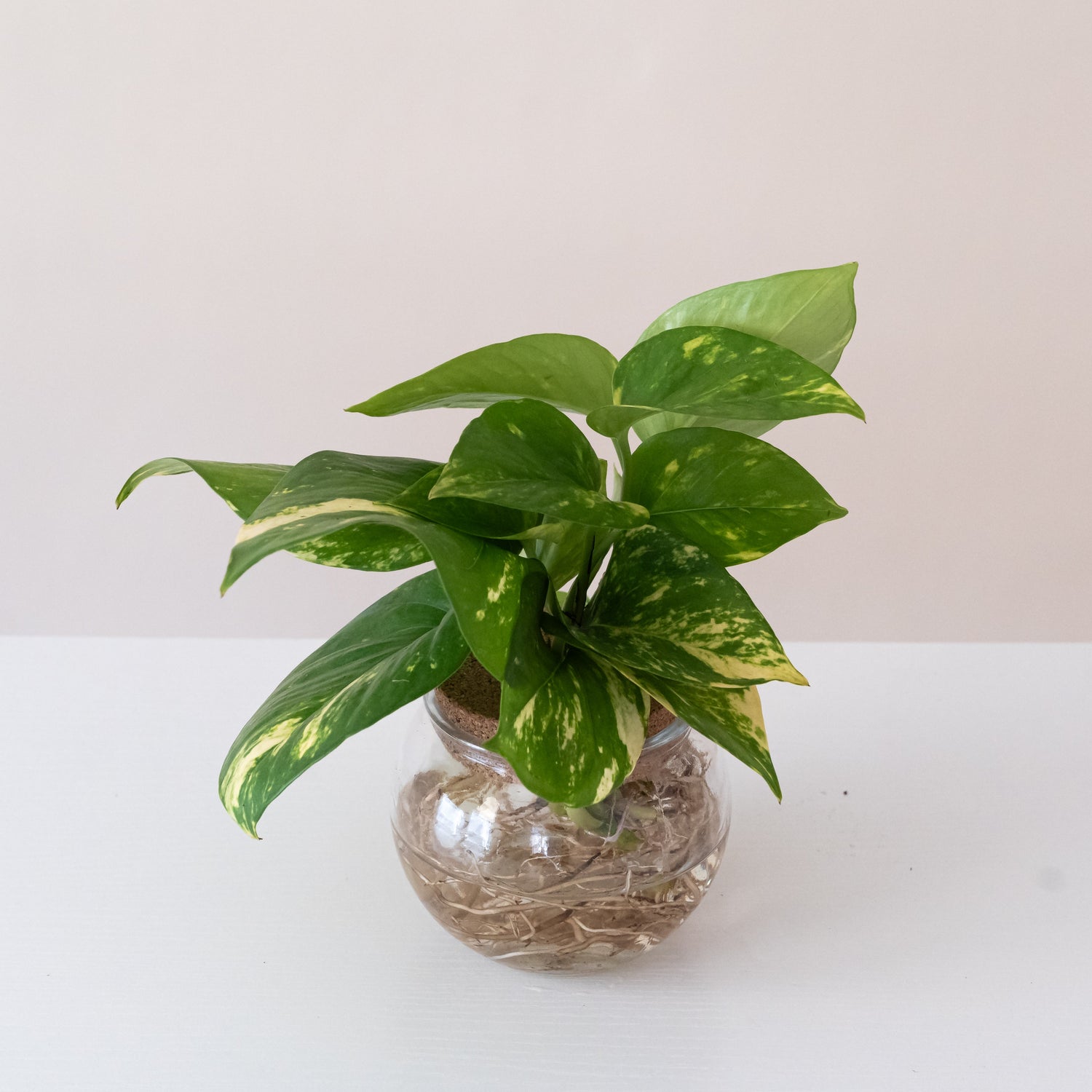 Beautifall® Summer Nights™