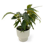 leafjoy Begonia Bold Belles Dappled Morning 9cm in a gray ceramic, angled view