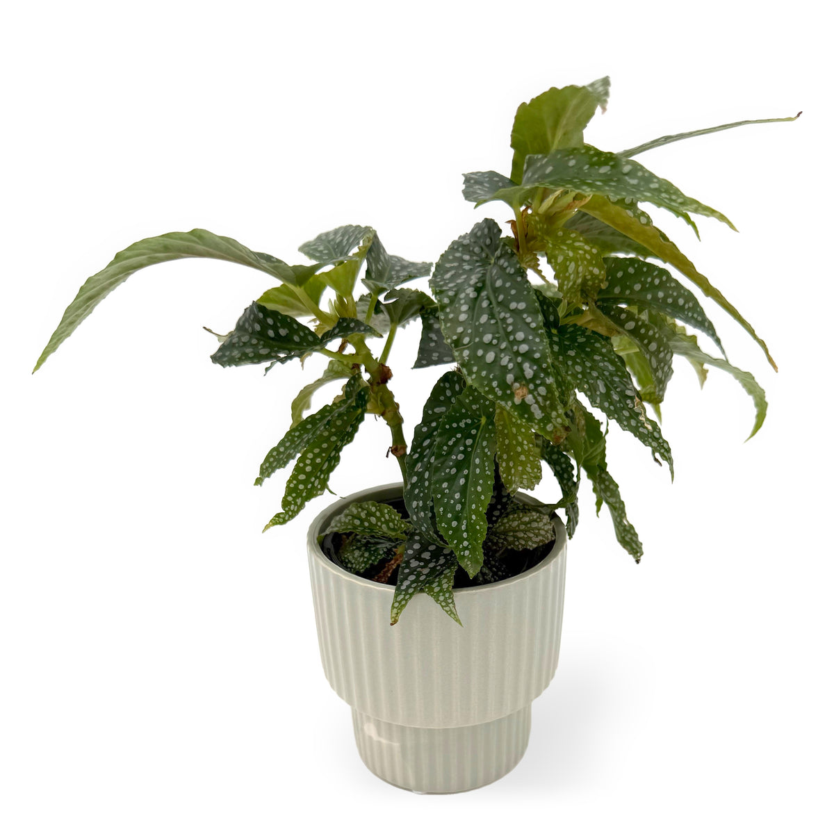 leafjoy Begonia Bold Belles Dappled Morning 9cm in a gray ceramic, angled view