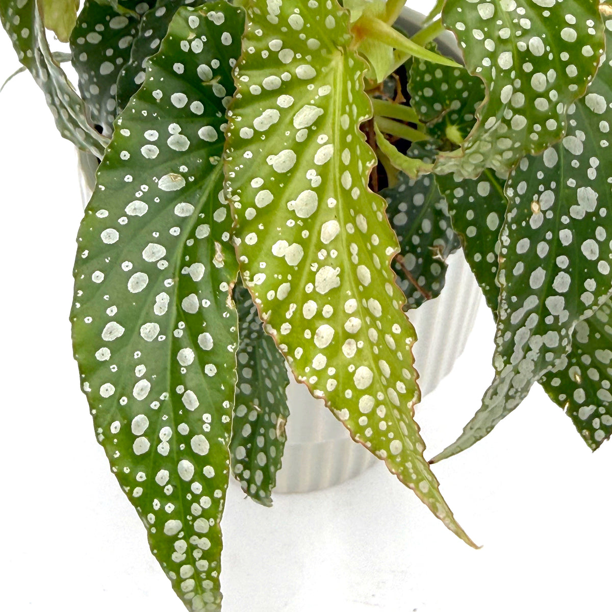 leafjoy Begonia Bold Belles Dappled Morning 9cm in a gray ceramic, close-up of the foliage