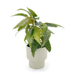 leafjoy Begonia Bold Belles Dappled Morning 9cm in a gray ceramic, side view