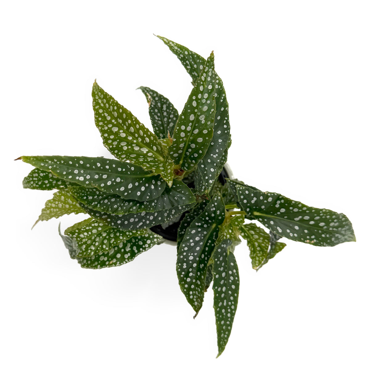 leafjoy Begonia Bold Belles Dappled Morning 9cm in a gray ceramic, top view