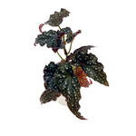 leafjoy Begonia Bold Belles Obsidian 9cm in a white ceramic, angled view