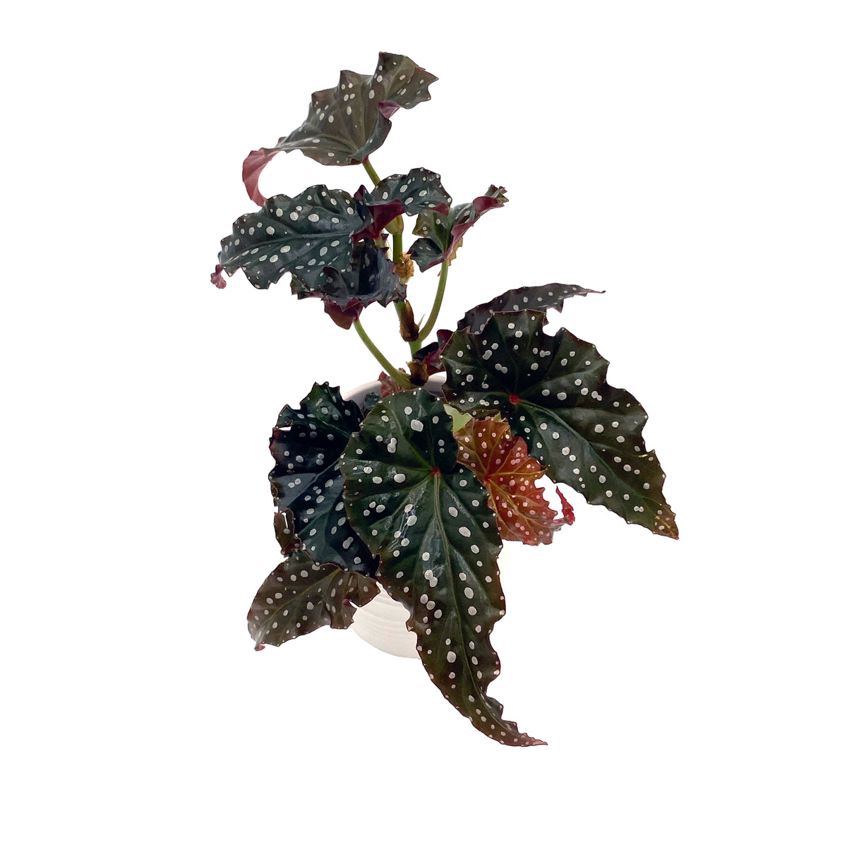 leafjoy Begonia Bold Belles Obsidian 9cm in a white ceramic, angled view