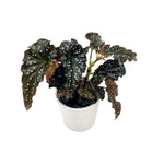 leafjoy Begonia Bold Belles Obsidian 9cm in a white ceramic, angled view